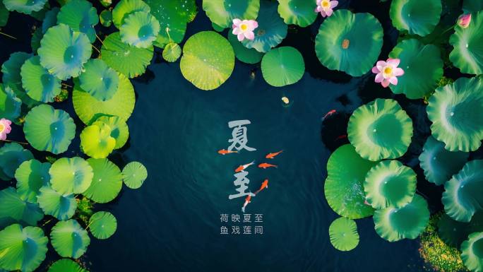 24节气全套视频素材