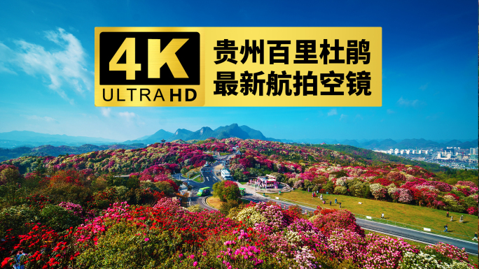 【4k合集】2024贵州百里杜鹃航拍空镜