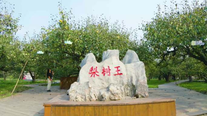 4K安徽宿州砀山梨树王风景区果树园