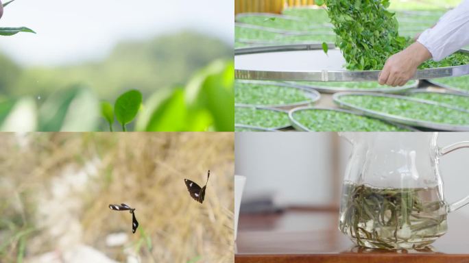 茶采茶全流程制茶原创4K