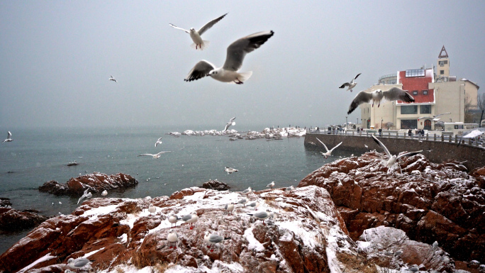 4K 青岛下雪后海鸥觅食