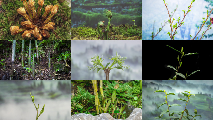树木发芽植物生长延时合集万物复苏生机勃勃