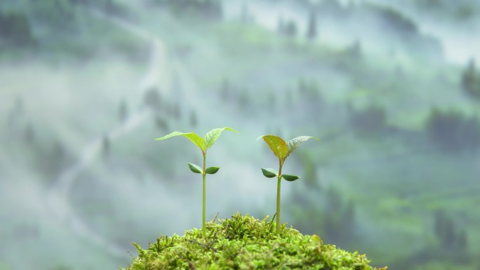 树木发芽植物生长延时合集万物复苏生机勃勃