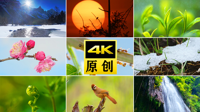 水森林雨水绿色水滴植物水河流生态小鸟滴水