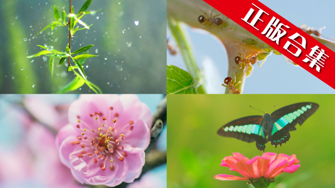 花立春油菜花日出花开种子发芽生长开花延时