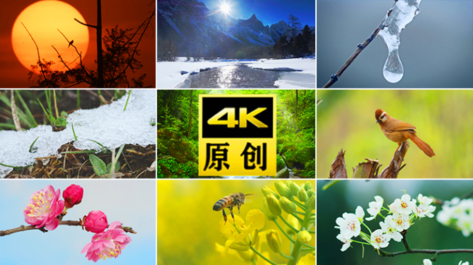 花立春油菜花日出花开种子发芽生长开花延时