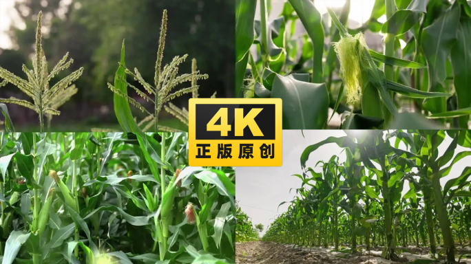 玉米 玉米地 玉米种植 玉米生长 包谷