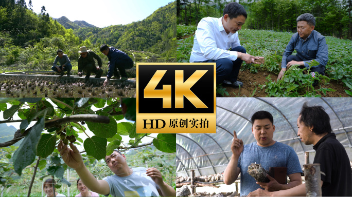 农业专家技术人员下乡田间地头扶贫指导种植