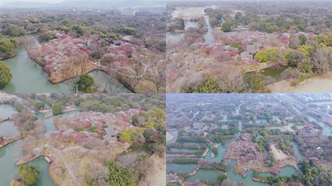 杭州西溪湿地梅花梅墅