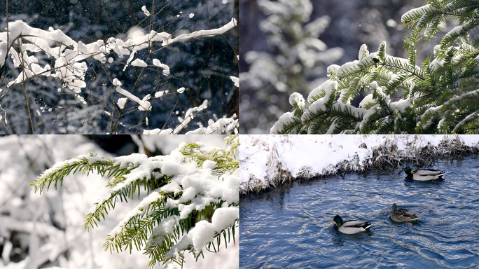 雪下雪冬天压树枝