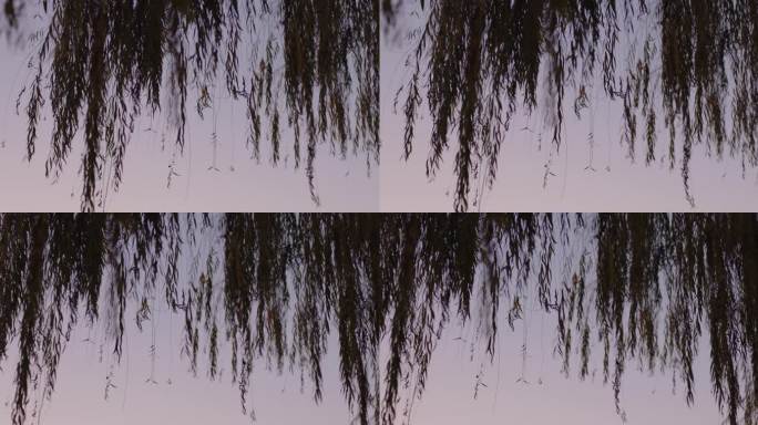 黄昏落日余晖下的柳叶剪影04