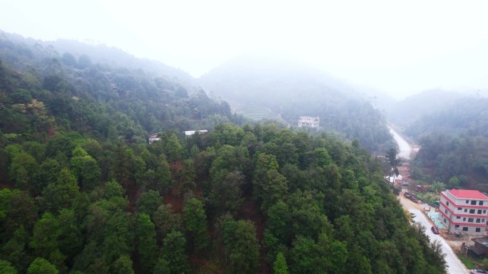 八角树 八角山林