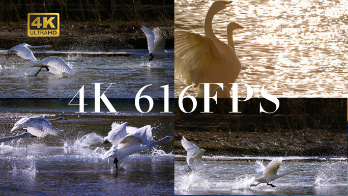 天鹅飞翔4K 616帧升格
