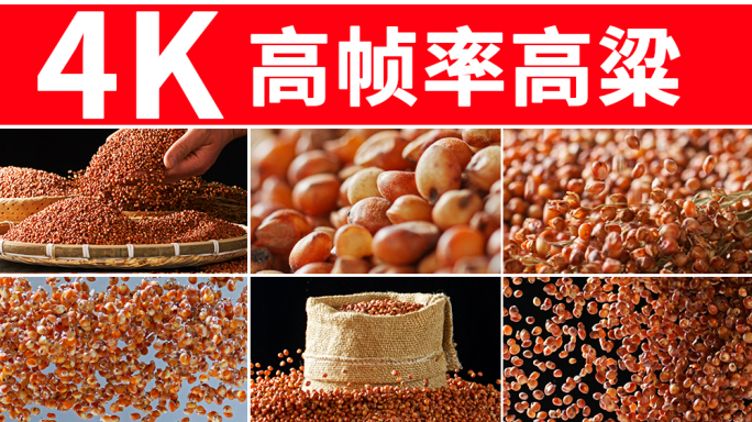 高粱 五谷杂粮