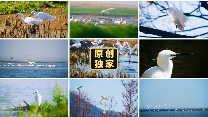 白鹭湿地生态大自然鸟候鸟迁徙鹭群飞鸟飞翔