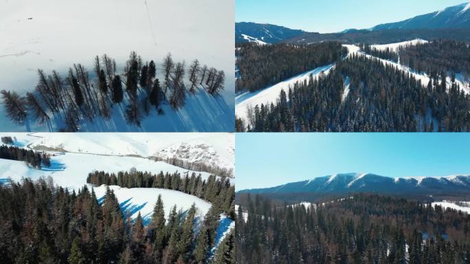 新疆巴里坤冬季雪景森林风光
