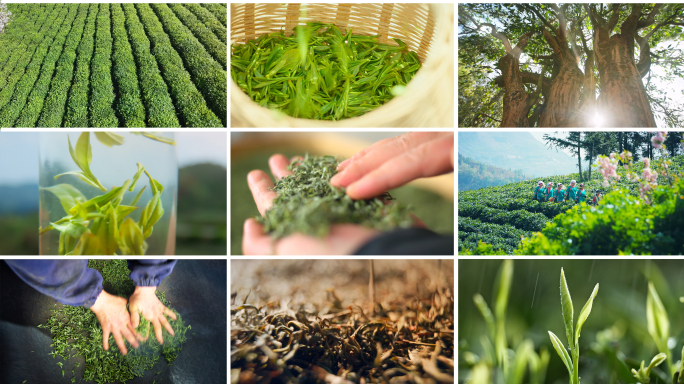茶叶采茶 茶叶制作茶叶加工 春茶炒茶制茶