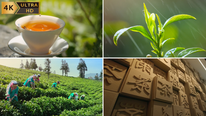 茶叶采茶 茶叶制作茶叶加工 春茶炒茶制茶