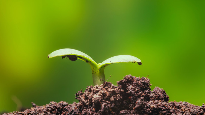 破土而出的小苗生长过程