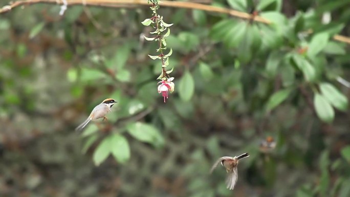 一群红头山雀在花下悬停进食升格素材