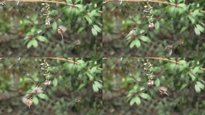 一群红头山雀在花下悬停进食升格素材