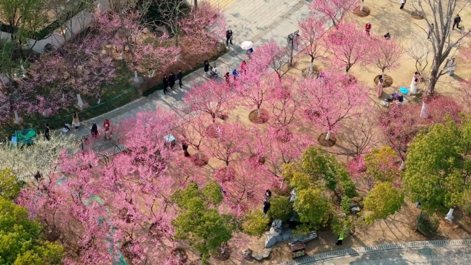 武汉沙湖公园梅花