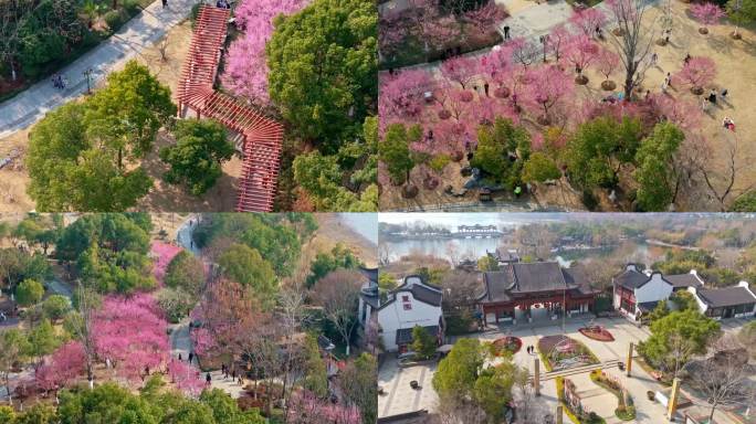 武汉沙湖公园梅花