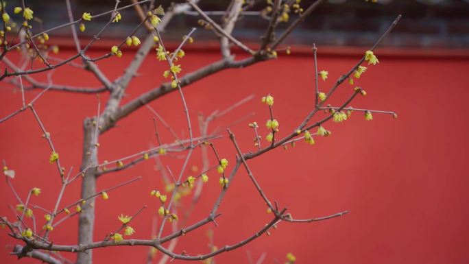 北京卧佛寺早春蜡梅红墙古韵