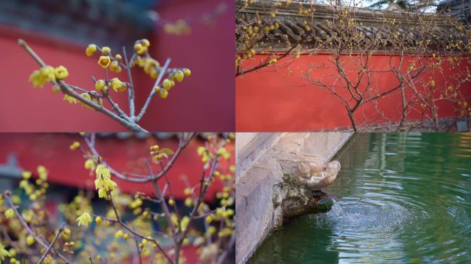 北京卧佛寺早春蜡梅红墙古韵