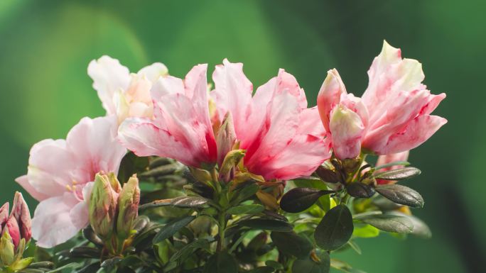 4k粉色杜鹃花花开延时60帧
