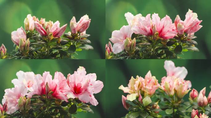 4k粉色杜鹃花花开延时60帧