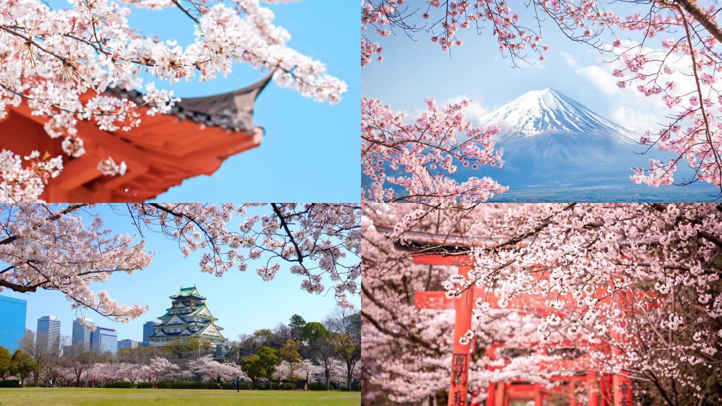 日本樱花季素材合集【4K】