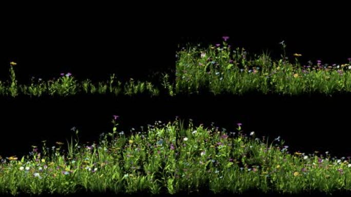 4K 宽屏 野花野草植物生长动画 带通道
