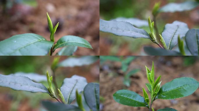 茶 茶叶茶山春茶茶尖新茶茶嫩芽