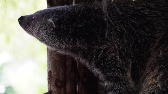 特写视频镜头：巨型果子狸或熊猫狸（Arctictis Binturong）。世界动物日的概念。
