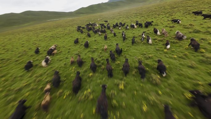 4K穿越机拍摄牦牛奔跑