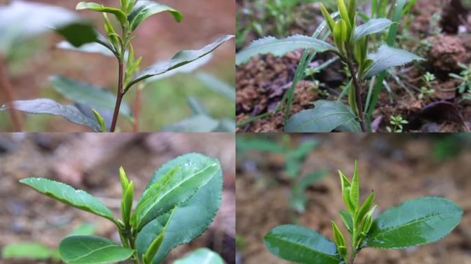 茶 茶叶茶山春茶茶尖新茶茶嫩芽