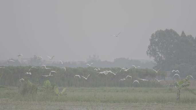 田野鹭鸟迁徙