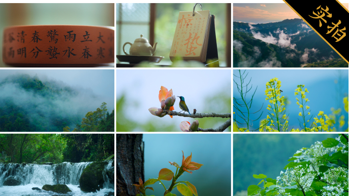 惊蛰节气｜万物复苏 唯美清新春天生态风景