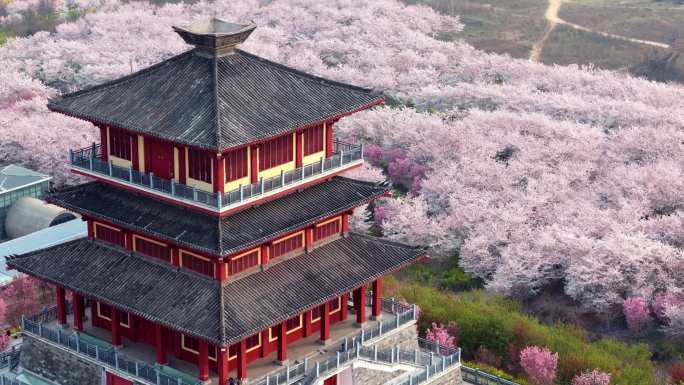樱花盛开 郑州丰乐樱花园