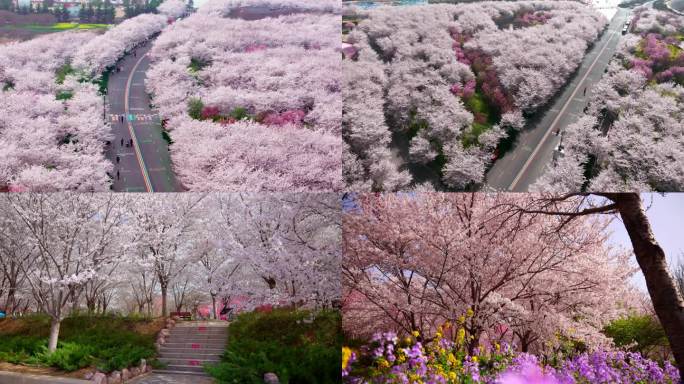 樱花盛开 郑州丰乐樱花园