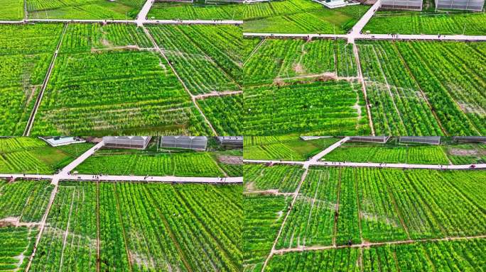 航拍广西陆川县温泉镇洞心村油菜花风光