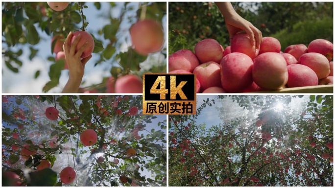 摘苹果 阳光下的苹果丰收景象 苹果树