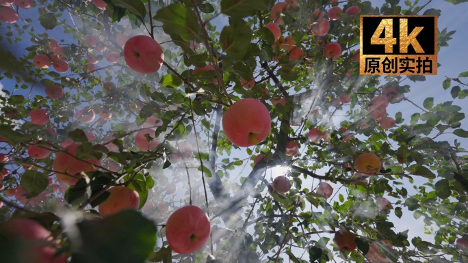 摘苹果 阳光下的苹果丰收景象 苹果树