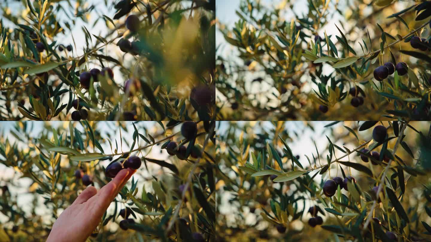 金色时刻轻柔触碰成熟橄榄