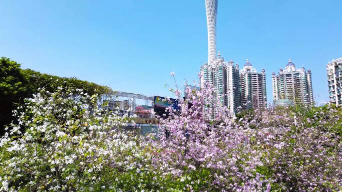 广州塔广场 春天广州塔 广州市风光