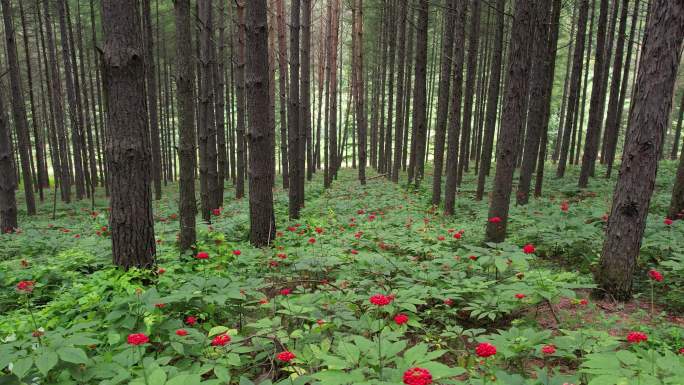 4K 林下山参种植基地 人生果实成熟
