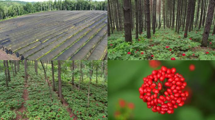 4K 林下山参种植基地 人生果实成熟