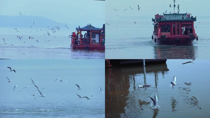 东湖海鸥 东湖游船红嘴鸥伴飞