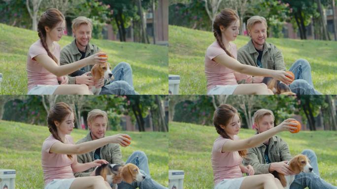 草地上情侣与比格犬互动